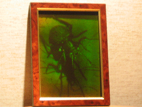 Hologram "Beetle"