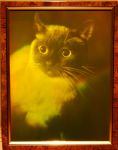 Hologram "Siamese cat"